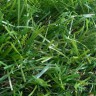 Декоративная трава Decor SK 35