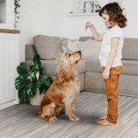 GLORY MODEST 1 Линолеум Глори