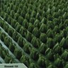 164 моховая Щетинистая дорожка 164 моховая Щетинистая дорожка
