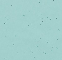 Линолеум Sphera energetic 50218 spearmint