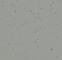 Sphera energetic 50216 pigeon линолеум Сфера Энергетик