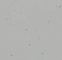 Sphera energetic 50202 concrete линолеум Сфера Энергетик 