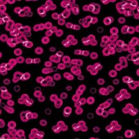 Flotex Sottsass Bacteria(бактерия) 990101