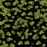 Flotex Sottsass Bacteria(бактерия) 990103
