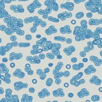 Flotex Sottsass Bacteria(бактерия) 990202