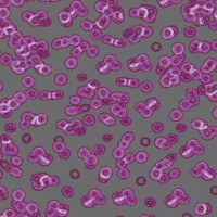 Flotex Sottsass Bacteria(бактерия) 990301