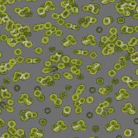 Flotex Sottsass Bacteria(бактерия) 990302