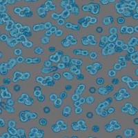 Flotex Sottsass Bacteria(бактерия) 990303