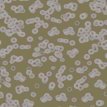 Flotex Sottsass Bacteria(бактерия) 990401